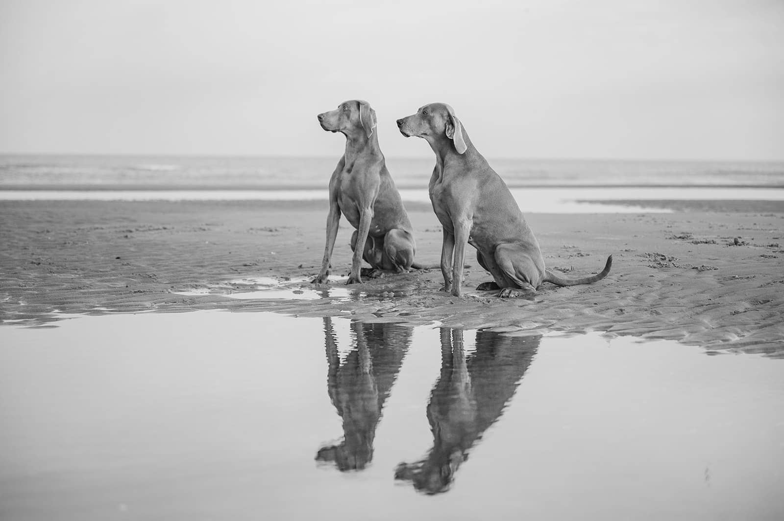 foto's met je hond aan zee