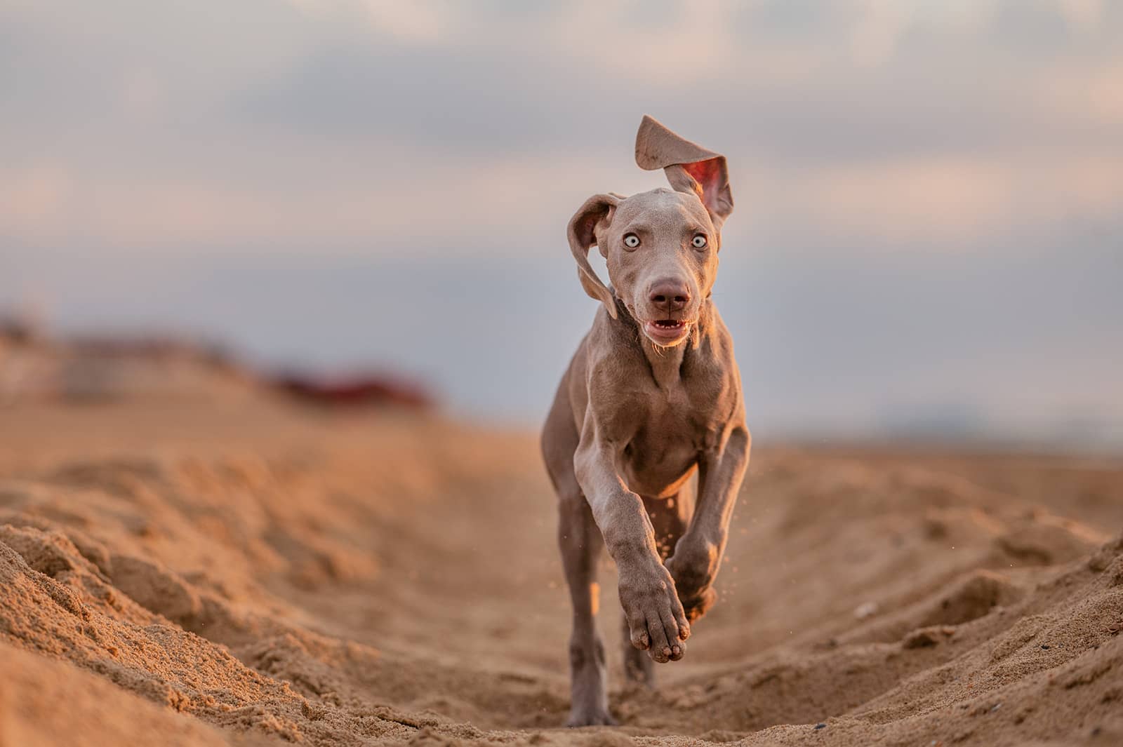 Lees meer over het artikel Waarom je hond geen trucjes moet kunnen voor een fotoshoot